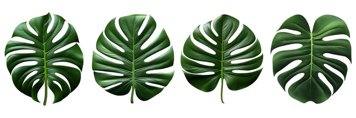  Set of a Dark green leaves of monstera a Transparent Background