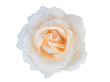 Top view of beautiful white rose isolated on white background with clipping path. PNG format.