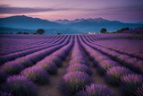 Fototapeta Lawenda - Lavender field at dusk, endless rows of purple flowers into the violet dusk and blue mountains in the distance