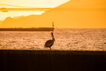Pelican Resting In The Evening Light.