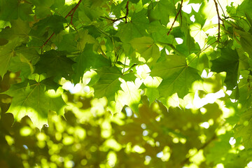 Wall Mural - young maple leaves on tree