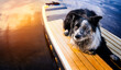 Black and white border collie lies on a SUP board in the middle of the lake. Summer activities