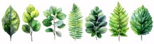 Fresh Leafy Greens: A Watercolor Artwork Of Three Different Leaf Varieties Generative AI