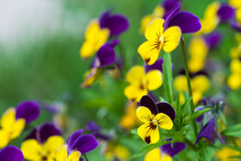 Vibrant Viola Tricolor Purple And Yellow Pansies Flowers In The Garden In Summer. Wild Pansy, Johnny-jump-up Floral Background With Copy Space