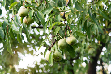 Poster - Fresh ripe pears on the pear tree. Pears on tree in fruit garden