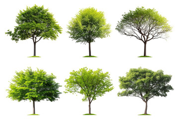 Poster - Collection Beautiful Trees, Decoration work