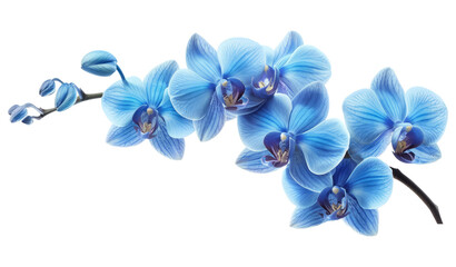 Poster - Orchid branch with blue flowers