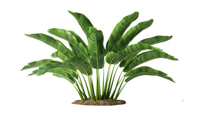 Poster - Plantain, plant, beautiful floral