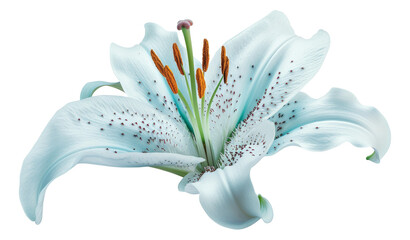 Canvas Print - Lily turquoise-white flower