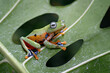 Rhacophorus reinwardtii, flying tree frog on the leaf