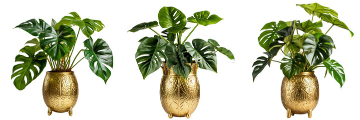 Wall Mural - Set of A Monstera deliciosa Liebe pot with golden leaves, metallic gold leaves, on a Transparent Background