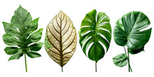 Set Of Exotic Big Leaf Green Interior Home Plant For Decoration And Different Foliage Leaves And Petals Closeups Cotout Isolated On White Png Background, Generative AI