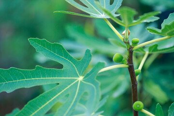 Wall Mural - small fig fruit