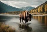 Fototapeta Sport - bison walks through the lake