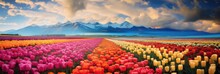 Colorful Background Field Of Multi-colored Tulip