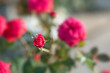Top view of beautiful red rose and bud growing outdoors. Close-up of group red rose in garden with blurred background copy space.
