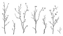 Tree Branch Engraving. Hand Drawn Forest Twigs. Dry Wood Log And Lumber Rustic Graphic Templates. Natural Spring Elements Set. Vector Black And White Drawing Plant Trunks