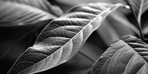 Poster - A close-up photo of a black and white leaf. Suitable for various design projects
