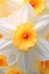 Poster - A group of white and yellow daffodils. Perfect for springtime or floral-themed designs