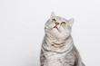 Cute beautiful tabby cat with tongue out is looking up, copy space for branding, white background