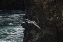 Pelican Flying Near A Shore