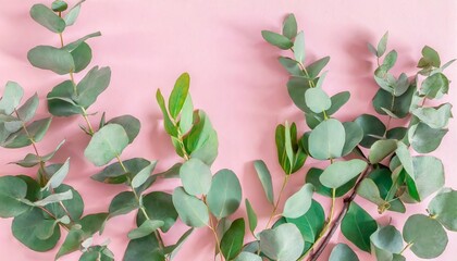 Poster - eucalyptus leaves and branches on pastel pink background eucalyptus branches pattern flat lay top view copy space banner