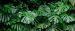 Tropical plant wall background with monstera leaves. Lush green foliage, banner. Large monstera deliciosa 