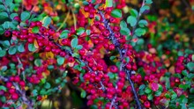Bright Red And Pink Fruits Of An Ornamental Cotoneaster In Autumn. Ornamental Bush