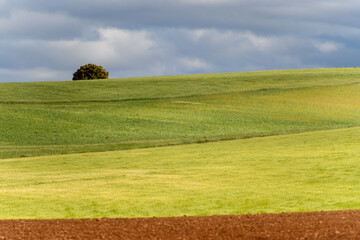 ARBOL SOLITARIO EN CAMPOS DE CEREAL