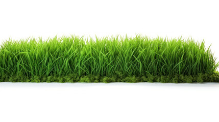 Isolated green grass on a white background