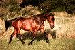 Pferd Traber trabt rennt über eine Wiese Koppel mit Gras im Sonnenuntergang