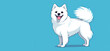 perky white spitz dog, illustration	