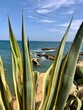 Aloe Vera an Küste der Algarve