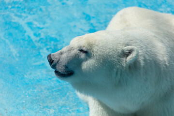 Sticker - Portrait of a polar bear in the zoo