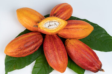 Wall Mural - Yellow cacao pods with fresh cut