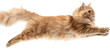 Cute Persian cat jumping on transparent background PNG