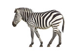 Fototapeta Konie - Zebra on transparent background PNG