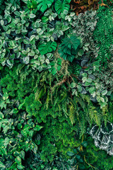 Wall Mural - Close up group of background green leaves texture and Abstract Nature Background. Lush Foliage Textures. Exotic Greenery and Botanical Patterns.