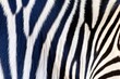 Natural zebra skin background.