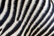 Natural zebra skin background.
