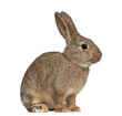 European rabbit - Oryctolagus cuniculus