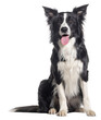 © Eric Isselée - Young Black and white Panting Border collie sitting and looking at the camera, One year old, Isolated on white