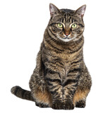 Fototapeta Koty - Tabby crossbreed cat sitting in front and looking at camera, isolated on white