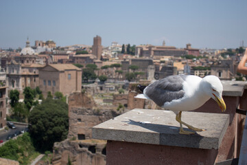 Wall Mural - Roma