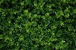 a close-up of a green plant,  a green hedge with small plants on it