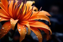 Orange Flower With Water Drops