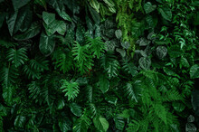 Group Background Of Dark Green Tropical Leaves ( Monstera, Palm, Coconut Leaf, Fern, Palm Leaf,bananaleaf) Background. Concept Of Nature