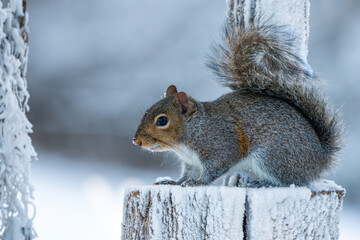 Poster - squirrel in the snow