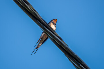 Wall Mural - swallow a small bird with dark glossy blue backs red throat pale underparts and long tail streamers perched on a cable with blue sky in the background