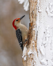 Red-bellied Woodpecker In Snow